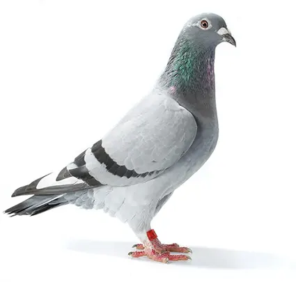 logo couleur pixel marmande agence de communication et publicite logo enseigne et creation site internet lot et garonne